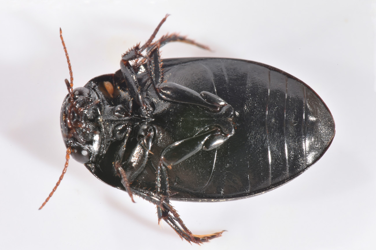 Dytiscidae: Agabus guttatus? S, in compagnia di Laccobius sp. (Hydrophilidae) !
